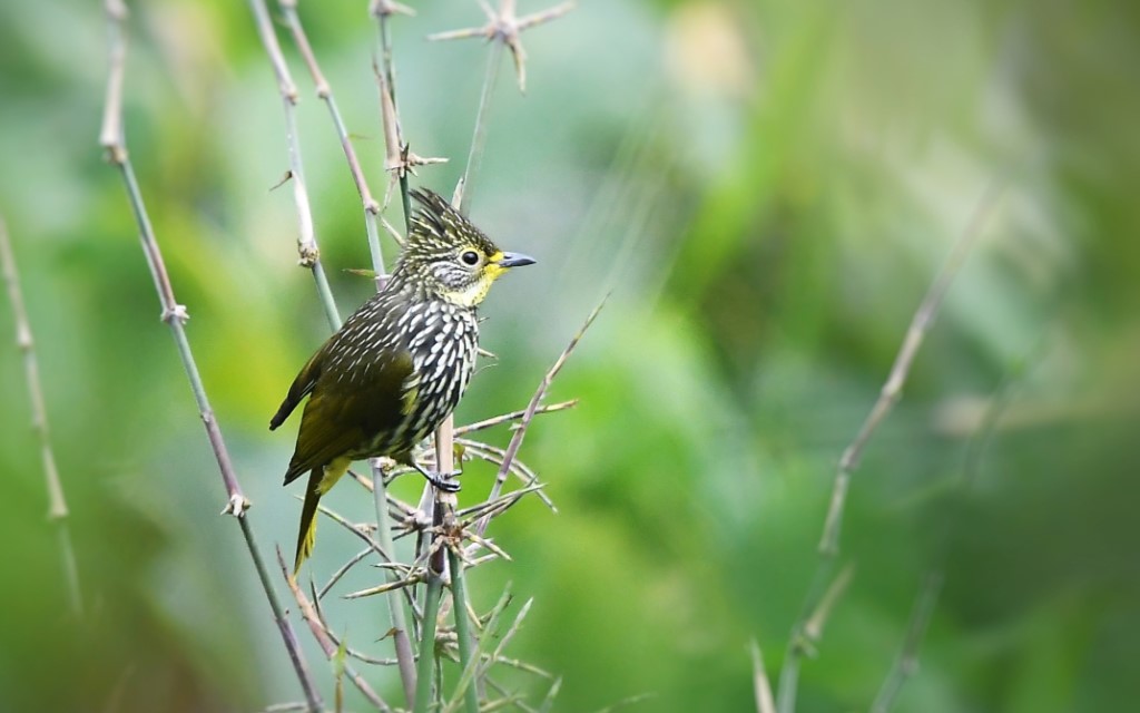 Perching Birds